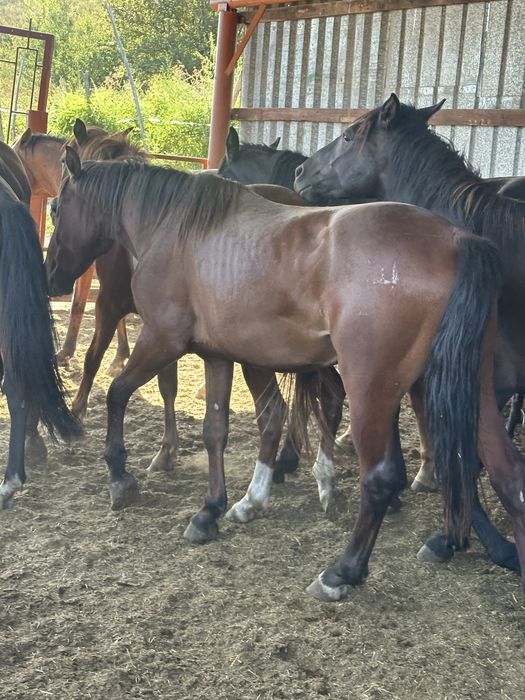 Донен кунан лошадь конь