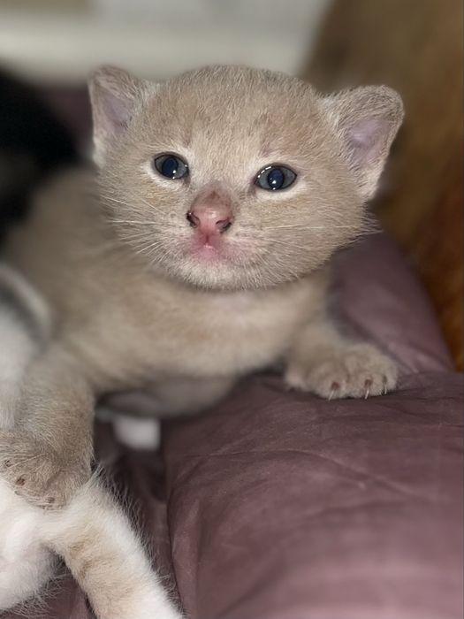 Котёнки  1 мальчик 2 девочки