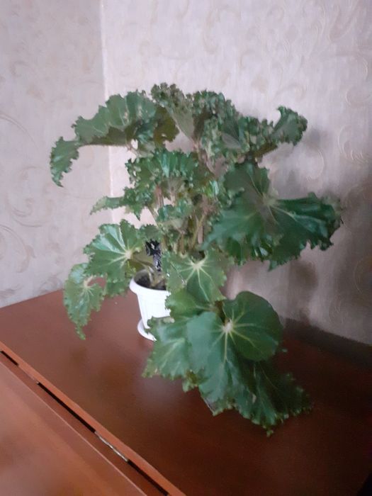 Продаю цветок Бегунья