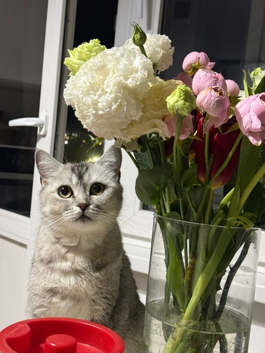 Отдам кошку в добрые руки