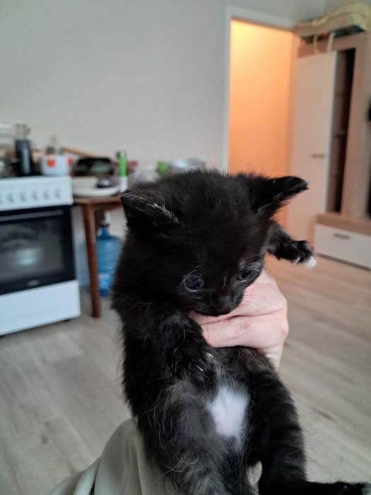 Отдам в добрые руки