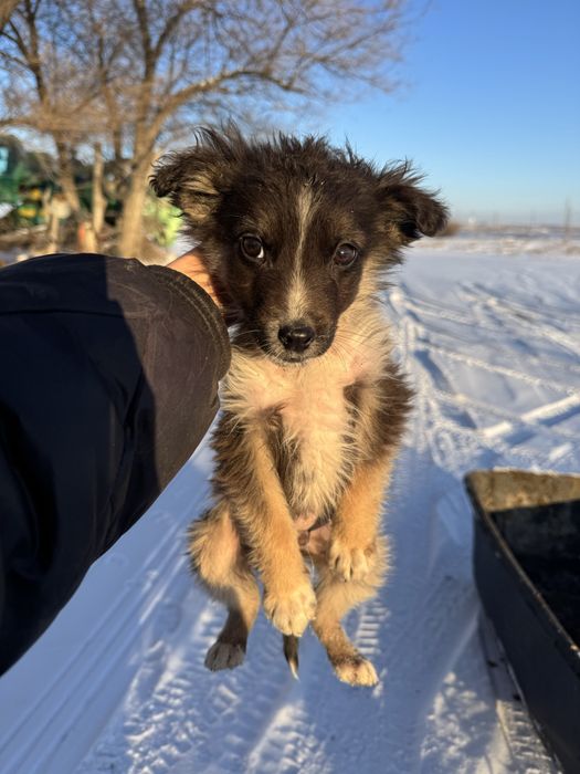 Отдам щенков в добрые руки