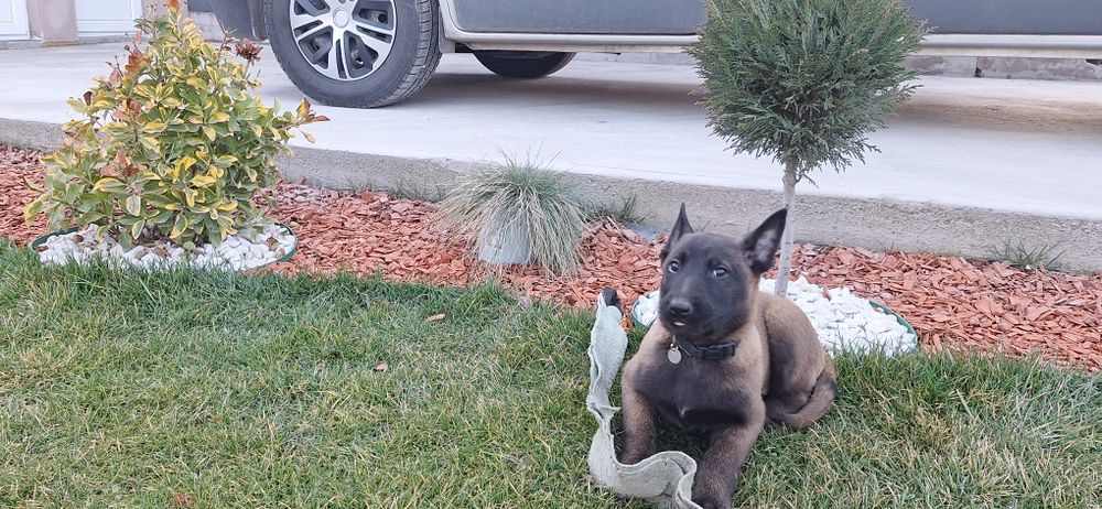 Ciobanesc belgian malinois