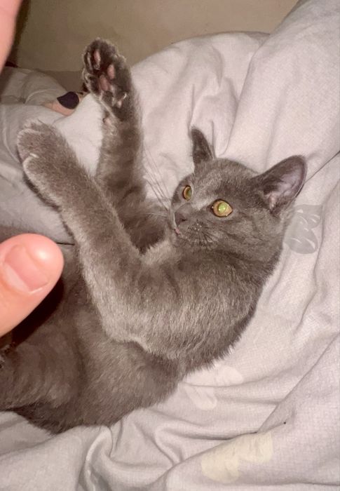 Mushuk Sotiladi. Продаеться Кот.