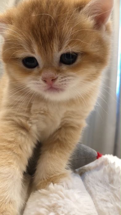 Британские золотые котята