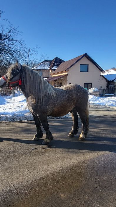 Vând armăsar 3 ani