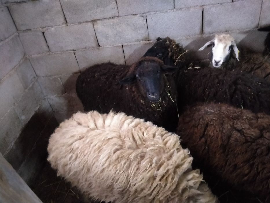 Бараны жырные на мясо