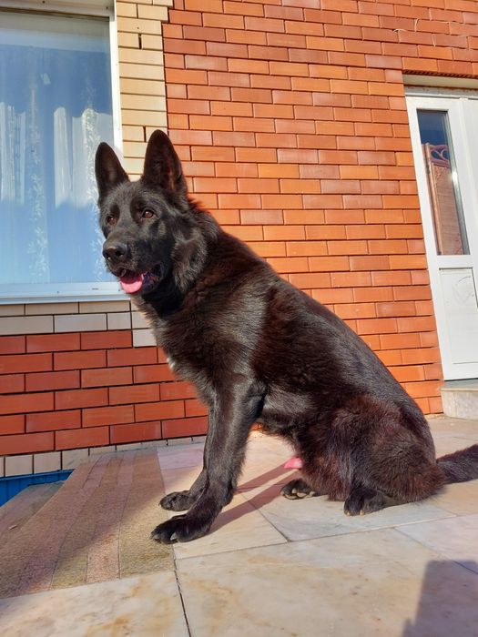 Кобель чёрной немецкой овчарки