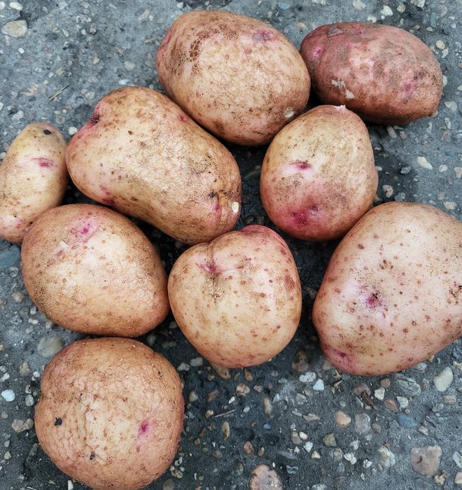 Продам красный картофель молодой