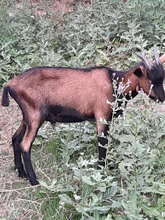 Vand alpin francez schimb cu iadă alpină