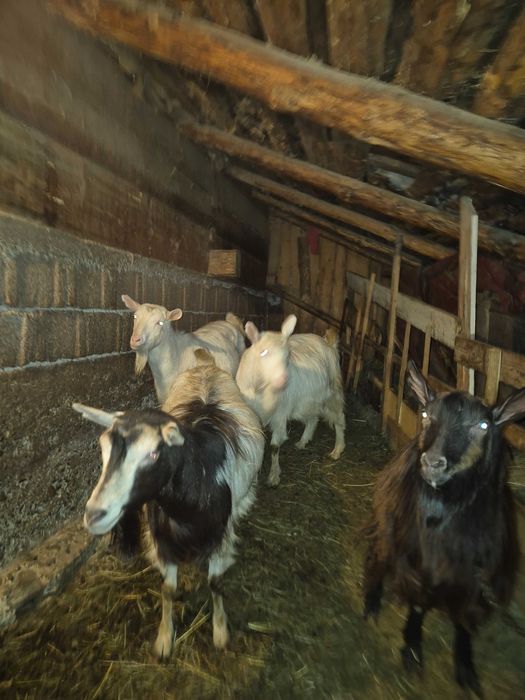 Vand Capre tinere Sunati