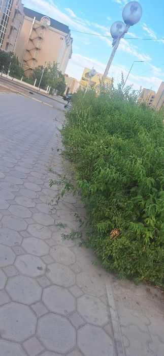 Садовник-озеленитель.