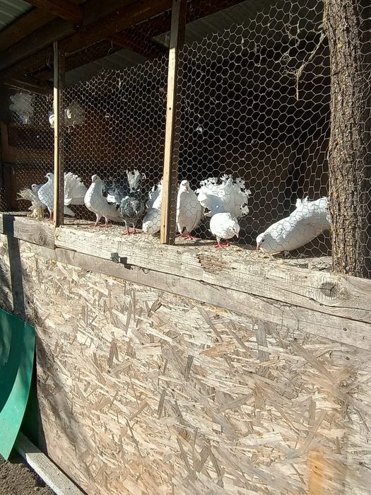 Porumbei voltați