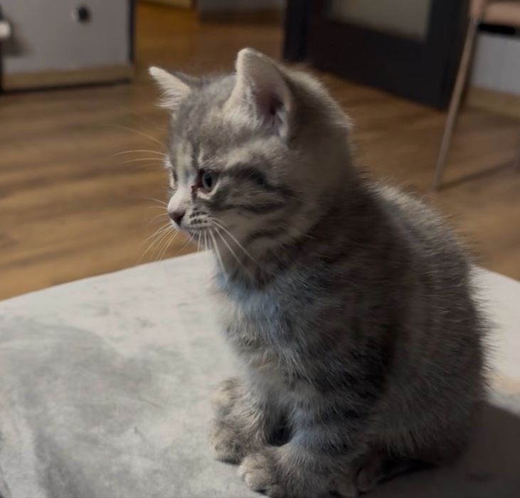 Късокосместа английска котка