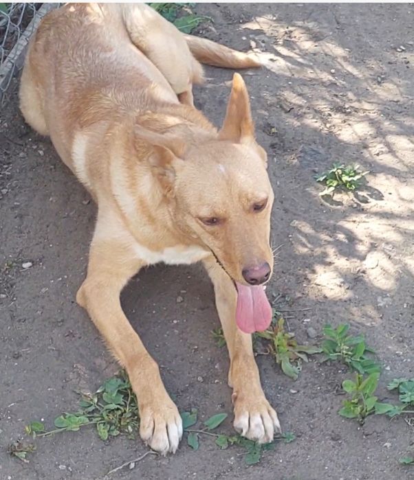 Ищем дом для Розы