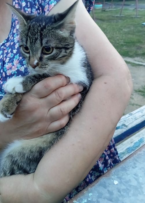Отдам кошечку в добрые руки