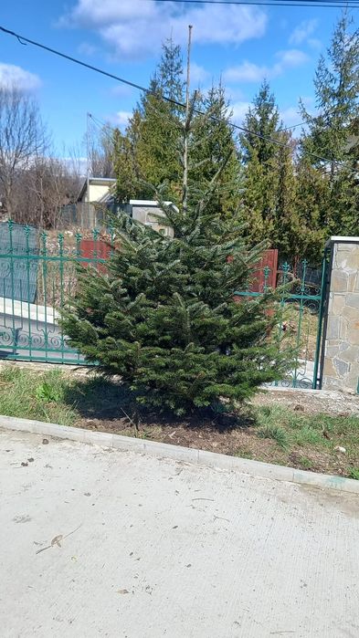 Mesteacăn tei leylandy platani brazi tuia smaragd gazon rulou