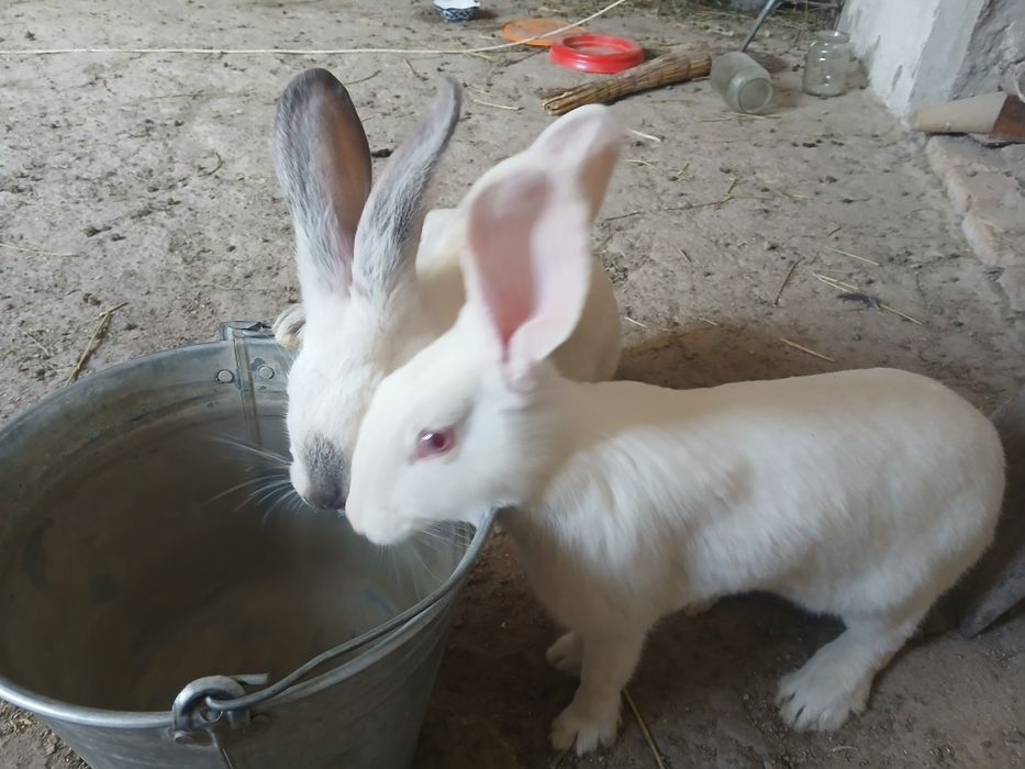 Filendir quyon200ming