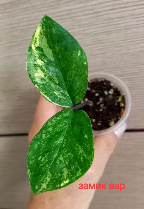 Продажа алоказий