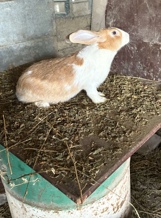 Hycole Francez pui si adulti