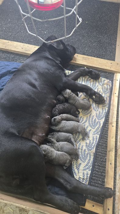 Pui cane Corso Cu pedigree