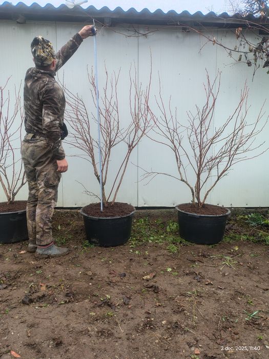 Afine cultură Duke anul 5