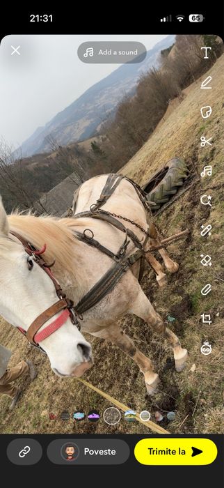 Vând Iapă de 6 ani foarte blândă și cuminte