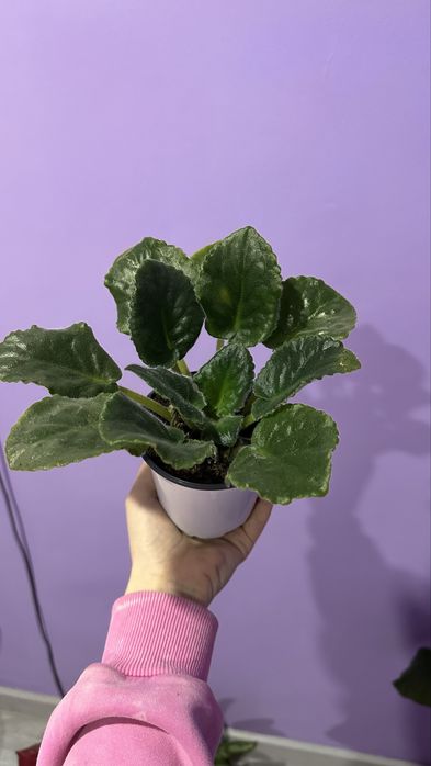 продам цветочки