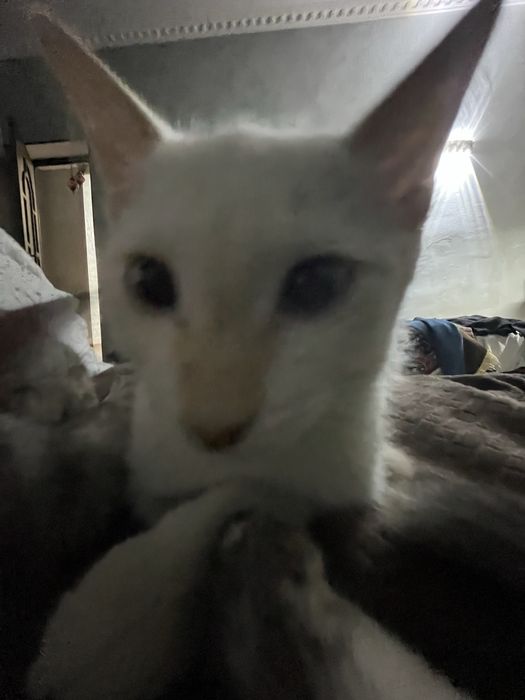 Котенок мальчик 3 месяца