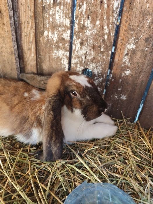 Iepure berbec german