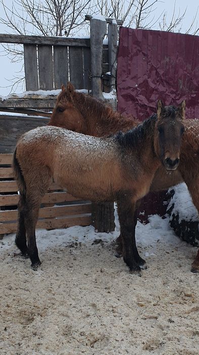 Жабағы сатылады откормда тұр семіз
