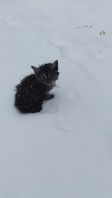 Кошечка брошенная
