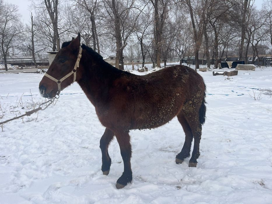 3 жасар буаз байтал сатылады