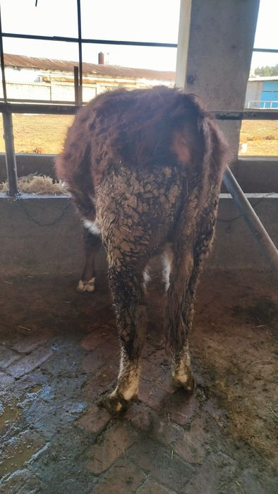 Продам породистых бычков