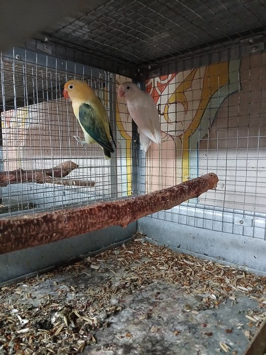 Маска Аппалина продается