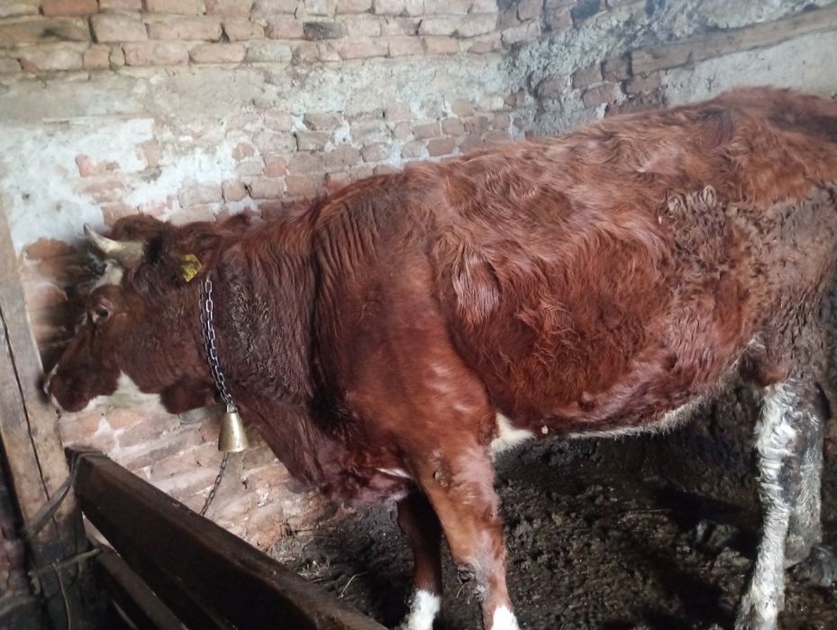 Vacă de vânzare 1 an