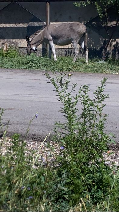 Ұрғашы есек сатлады