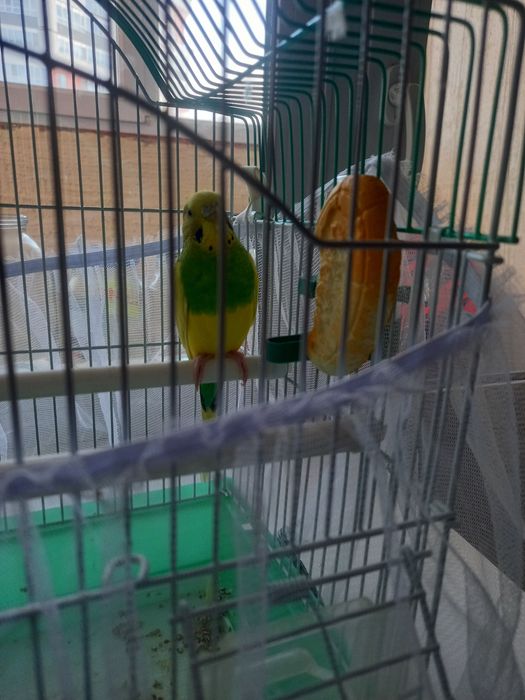 Волнистый попугай