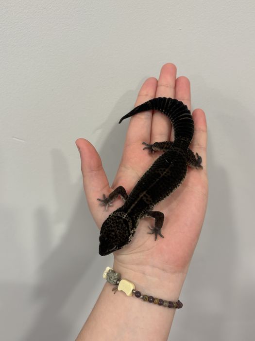 Самка эублефара