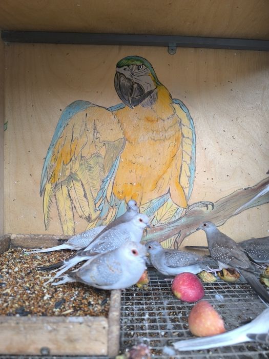 Бриллиантовые горлицы