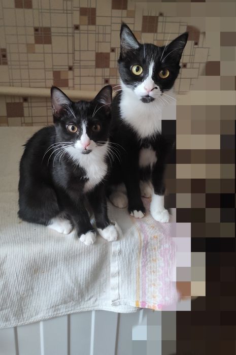 Пристраиваются котята