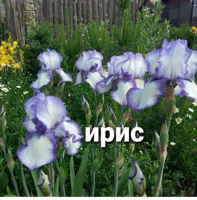 Продам цветы многолетние.