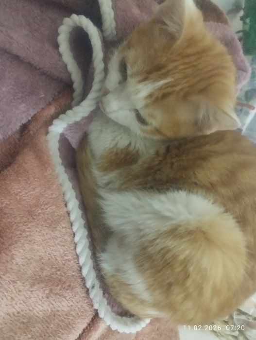 Подарю молодого котика