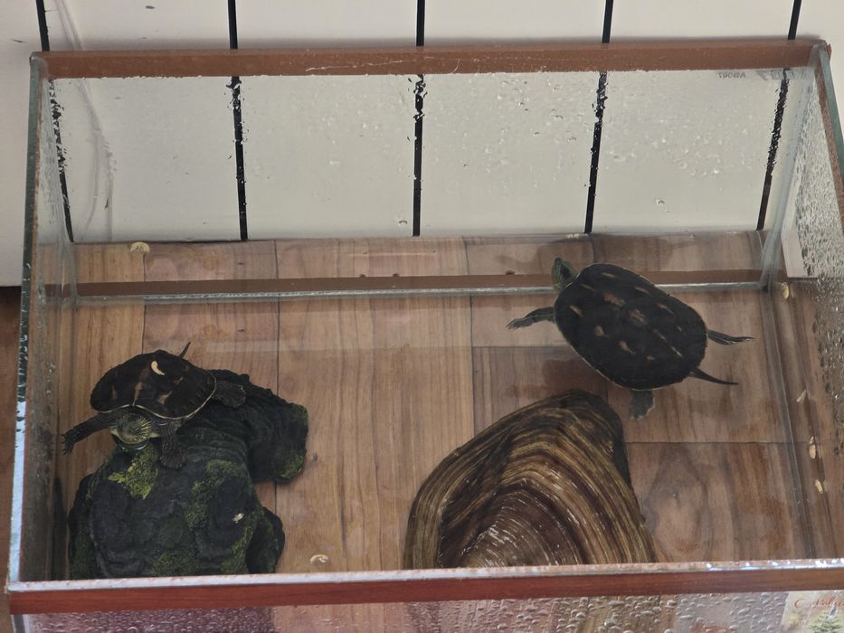 Черепахи аквариумные