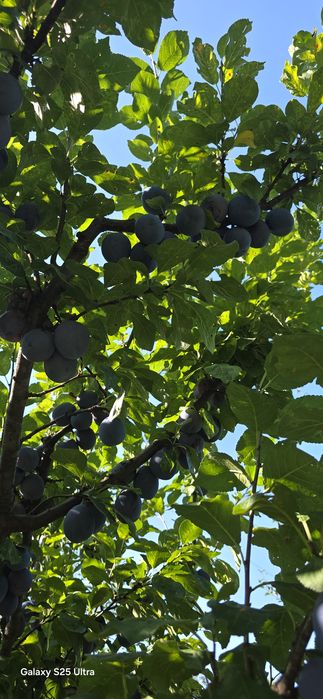 Prune pentru țuică sau dulceața