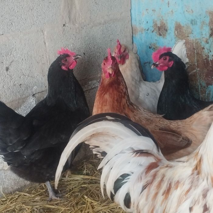 Продам куры домашние