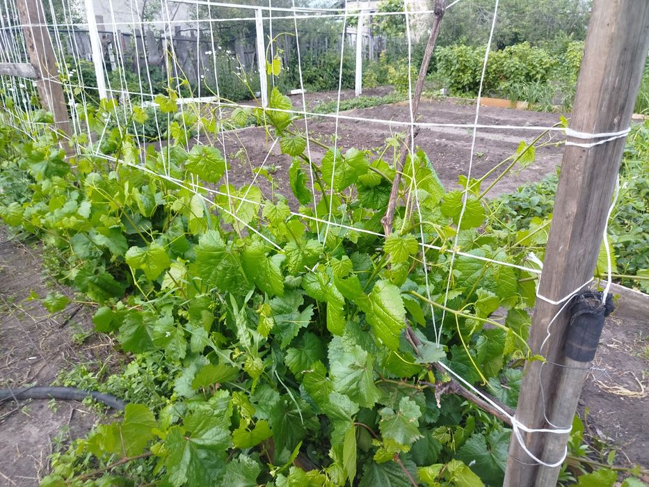 Дача, продам, пять соток