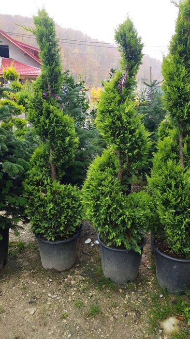 Vindem tuia si spirală pon pon calitate extra