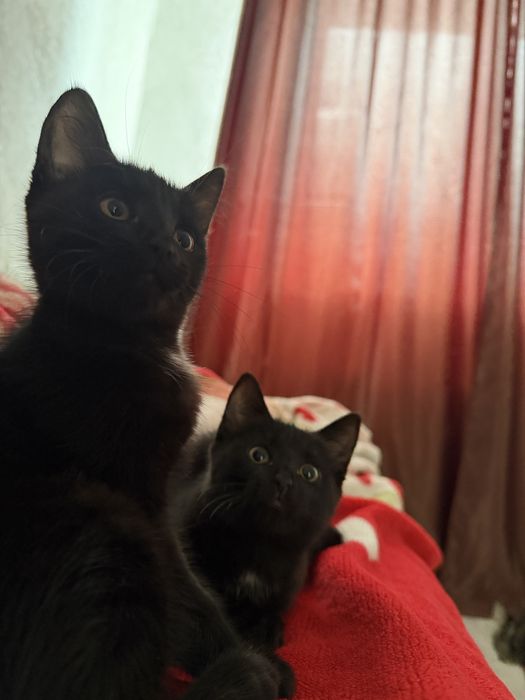 Отдам котят в добрые руки