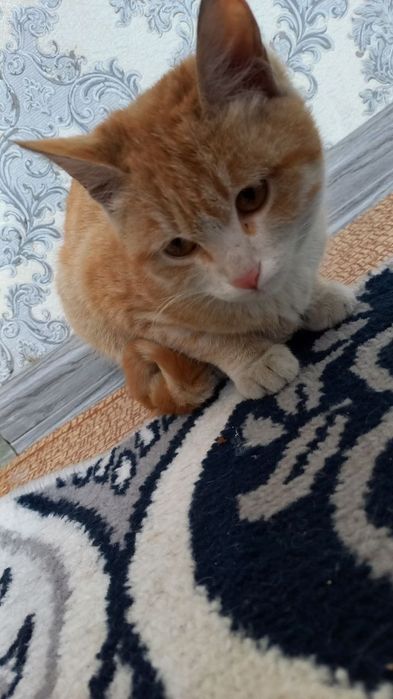 Мишигди боласи бепулга берилади